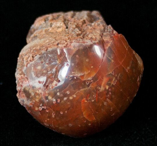 Pennsylvanian Aged Red Agatized Horn Coral - Utah #15260